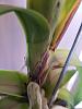 Vanda - leaf turns yellow and brown. Because of the damage?-20190412_180856_resized-jpg