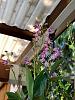 Help id these orchids-pic-3-jpg