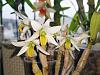 Formosae Dendrobiums-scabrillingue-jpg