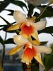 Formosae Dendrobiums-cariniferum-jpg