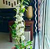 Help ID this beautiful white orchid-d87d229a-0609-42fe-b164-9bba85f1206b-jpg