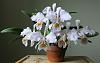 Cattleya mossiae var coerulea-img_0942-jpg