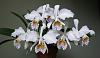 Cattleya mossiae var coerulea-img_0958-1-jpg