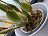 My new Maxillaria tenuifolia-f2bc248a-f90c-4026-ad70-a9a5b1d36a01-jpg