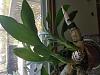 Catasetum - To water or not to water ?-15563083272084714775848712592591-jpg