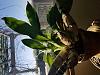 Catasetum - To water or not to water ?-15564625639591539549769549568091-jpg