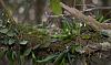 Local orchid hunt (2 of 2)-exiguum-flowering-jpg