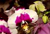Hello from Fremont, California-phalaenopsis-white-magenta-safeway-fremont-img_5366-california-1-jpg