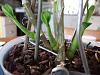 Basal keikis or canes on Dendrobium nobile?-dscf7381-jpg