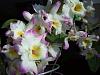 Basal keikis or canes on Dendrobium nobile?-dscf7150-jpg