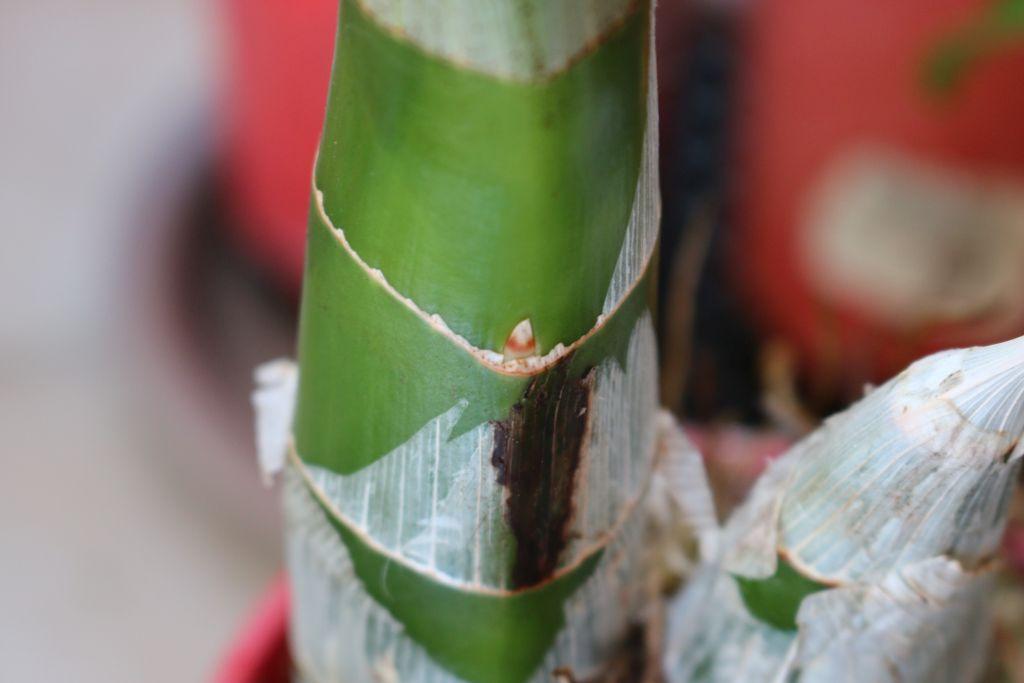 Photos of earliest observable stage of flower spike-fdk_sunsetridge_bakers_wine_sunset-jpg