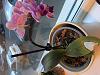black leaves on my orchid, help-07a5a4c2-28e1-4d60-81c4-ae56be44e9a8-jpg