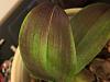 black leaves on my orchid, help-838ae4f8-02e3-4bcc-a74e-72608091e35a-jpg