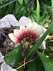 Bulbophyllum lepidum-4e814a32-5ef8-46e6-b0f7-623a9a66a006-jpg
