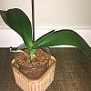 What is the cause for Phals with floppy leaves (not dehydration)-da96723d-591b-4f08-bd67-33705c5b1e06-jpg