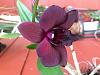 Dendrobium Phalaenopsis with dark purple flowers-264ed7b9-671f-46d1-ad0e-56426d0d09e7-jpg