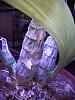 Catasetum - To water or not to water ?-15580189973175430816327133022407-jpg