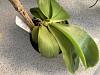 Phalaenopsis Bellina condition-6b0500a8-9546-4df6-91cb-3527ede4ca59-jpg