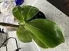 Phalaenopsis Bellina condition-8da06e40-88a7-4bc3-90e5-1106be340033-jpg