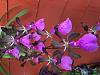 Encyclia Cordigera Blooms-img_2762-2-jpg