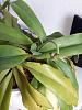 Paphiopedilum With Cracked Leaves-thumbnail_20190519_171051-jpg