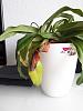 Paphiopedilum With Cracked Leaves-thumbnail_20190519_171145-jpg