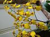 Can anyone help identify this oncidium(?) for me?-20190524_093642-jpg