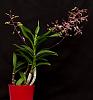 Den. Penang Little Magic x lasianthera-orchids-dendrobium-penang-little-magic-lasianthera-jpg