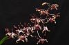 Den. Penang Little Magic x lasianthera-orchids-dendrobium-penang-little-magic-lasianthera-001-jpg
