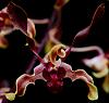 Den. Penang Little Magic x lasianthera-orchids-dendrobium-penang-little-magic-lasianthera-004-jpg