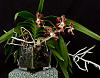 Vanda Kiwi Bob-orchids-vanda-kiwi-bob-jpg