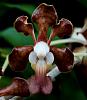 Vanda Kiwi Bob-orchids-vanda-kiwi-bob-001-jpg