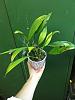 Repotting Stanhopea/Coryanthes-img_1072-jpg