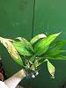 Repotting Stanhopea/Coryanthes-img_1076-jpg