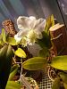 Cattleya blooming now.-cattleya-dolosa-jpg