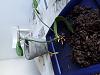 Phalaenopsis repot to save it-20190527_194009-jpg