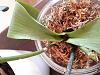 Phalaenopsis repot to save it-20190527_202348-jpg