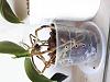 How to repot Phalaenopsis with only aerial roots left?-20190529_185238-jpg