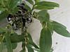 Unknown Dendrobium nobile black spots and streaks-img_4486-jpg