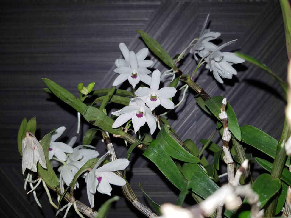 Dendrobium moniliforme 'Tenshikou &#22825;&#32043;&#26179;'-den-moniliforme-tenshiko-1-jpg
