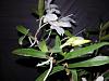 Dendrobium moniliforme 'Tenshikou &#22825;&#32043;&#26179;'-den-moniliforme-tenshiko-3-jpg