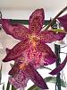 NoID Brassia hybrid. Probably Beallara Marfitch 'Howards Dream-img_20190606_054901700_burst001-jpg