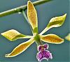 First flowers on BLC Empress Worsley and Encyclia-php5cpiqgpm-jpg