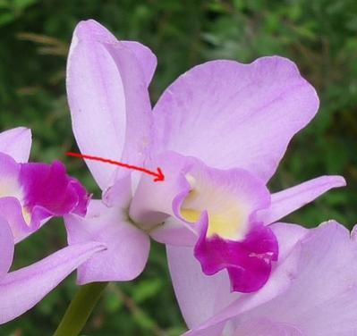 Particular part of a cattleya flower - name for it-cattleya-jpg