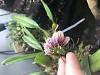 Bulbophyllum lepidum (First time bloomer)-blyrl5u8tb-egmh76ryvlq-jpg