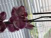 I need advice on my phalaenopsis orchids-15607959540651650672799838366532-jpg