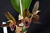 Catasetum schmidtianum x Alice Maud-orchids-catasetum-schmidtianum-alice-maud-001-jpg