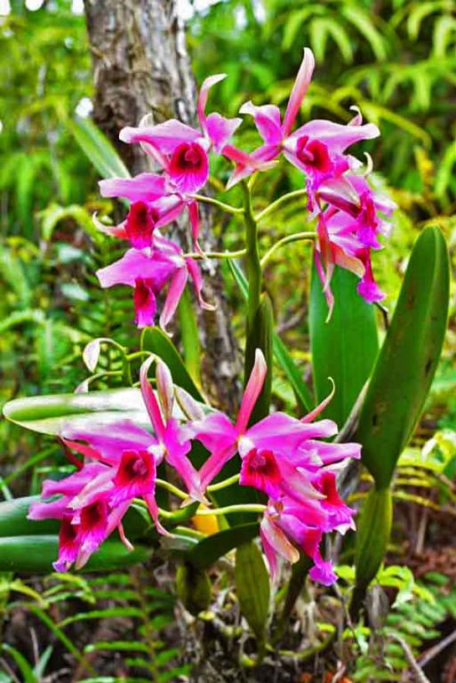 My Latest Orchid Joy-dsc_7204_sm-jpg