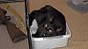 Cats in boxes-rimg0260_sm-jpg