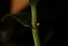 Den. Sirin Stripe has lump (flower spike?)-orchid-flower-spike-bud-jpg